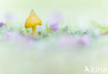Wasplaat spec. (Hygrocybe)