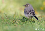 White Wagtail (Motacilla alba)