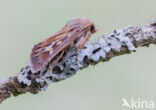 Antler Moth (Cerapteryx graminis)