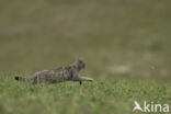 Wilde kat (Felis silvestris)