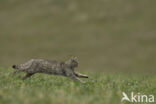 Wilde kat (Felis silvestris)