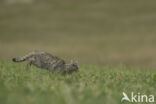 Wilde kat (Felis silvestris)