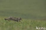 Wilde kat (Felis silvestris)