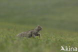 Wilde kat (Felis silvestris)