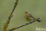 Geelgors (Emberiza citrinella)