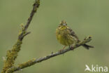 Geelgors (Emberiza citrinella)