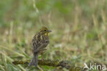 Yellowhammer (Emberiza citrinella)