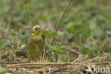 Yellowhammer (Emberiza citrinella)