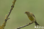 Yellowhammer (Emberiza citrinella)