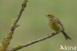 Yellowhammer (Emberiza citrinella)