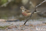 Eurasian Linnet (Carduelis cannabina)