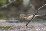 Eurasian Linnet (Carduelis cannabina)