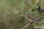 Eurasian Linnet (Carduelis cannabina)