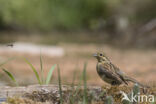 Cirlgors (Emberiza cirlus)