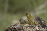 European Greenfinch (Carduelis chloris)