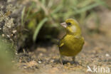 European Greenfinch (Carduelis chloris)