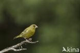 European Greenfinch (Carduelis chloris)