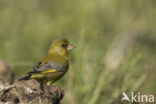 European Greenfinch (Carduelis chloris)