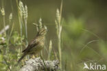 Cirlgors (Emberiza cirlus)