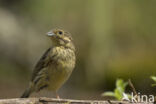 Cirl bunting (Emberiza cirlus)