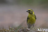 European Serin (Serinus serinus)