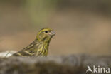 European Serin (Serinus serinus)