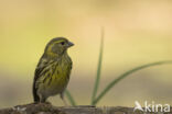 European Serin (Serinus serinus)