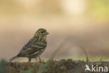 European Serin (Serinus serinus)