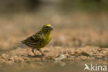 European Serin (Serinus serinus)