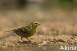 European Serin (Serinus serinus)