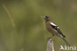 Vink (Fringilla coelebs)