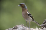 Vink (Fringilla coelebs)