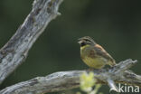 Cirl bunting (Emberiza cirlus)