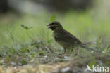 Cirlgors (Emberiza cirlus)