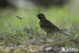 Cirlgors (Emberiza cirlus)