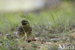 Cirlgors (Emberiza cirlus)