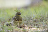 Cirlgors (Emberiza cirlus)