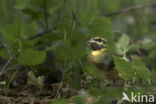 Cirl bunting (Emberiza cirlus)