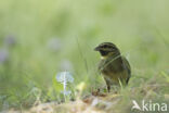 Cirlgors (Emberiza cirlus)