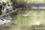 Cirlgors (Emberiza cirlus)