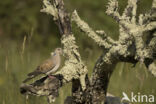 Zomertortel (Streptopelia turtur)