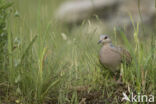 European Turtle-Dove (Streptopelia turtur)