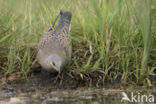 European Turtle-Dove (Streptopelia turtur)