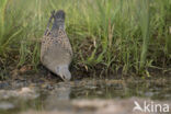 European Turtle-Dove (Streptopelia turtur)