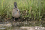 European Turtle-Dove (Streptopelia turtur)