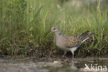 Zomertortel (Streptopelia turtur)