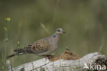 Zomertortel (Streptopelia turtur)