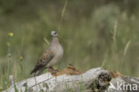 Zomertortel (Streptopelia turtur)