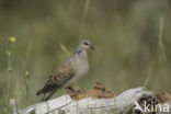 Zomertortel (Streptopelia turtur)