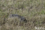 Wilde kat (Felis silvestris)